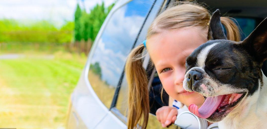 A little girl and her Boston Terrier out the window of a new car